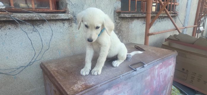 Jimmy splendido dolce cucciolo cerca casa