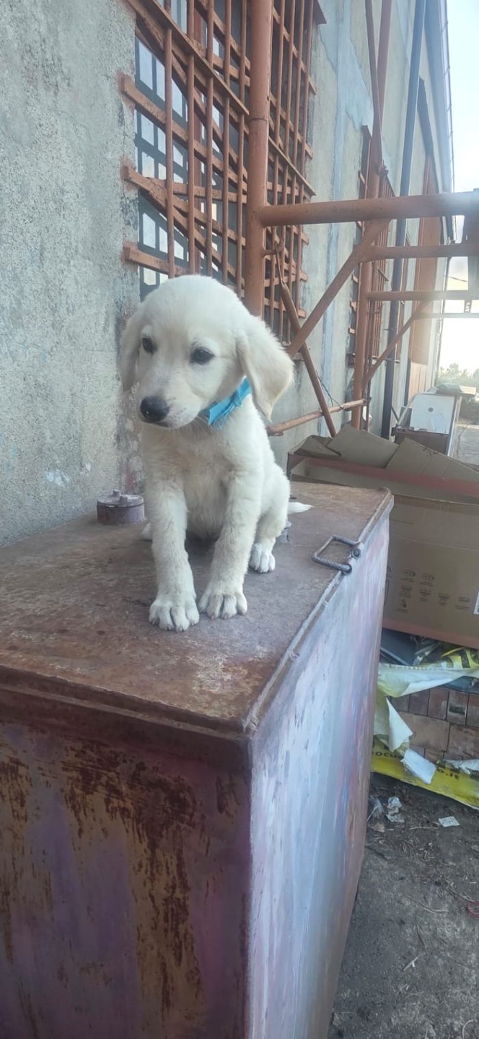 Jimmy splendido dolce cucciolo cerca casa
