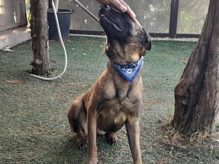 Akila, splendida Pastore Belga Malinois