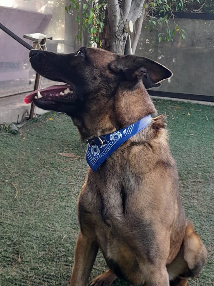 Akila, splendida Pastore Belga Malinois - media 5