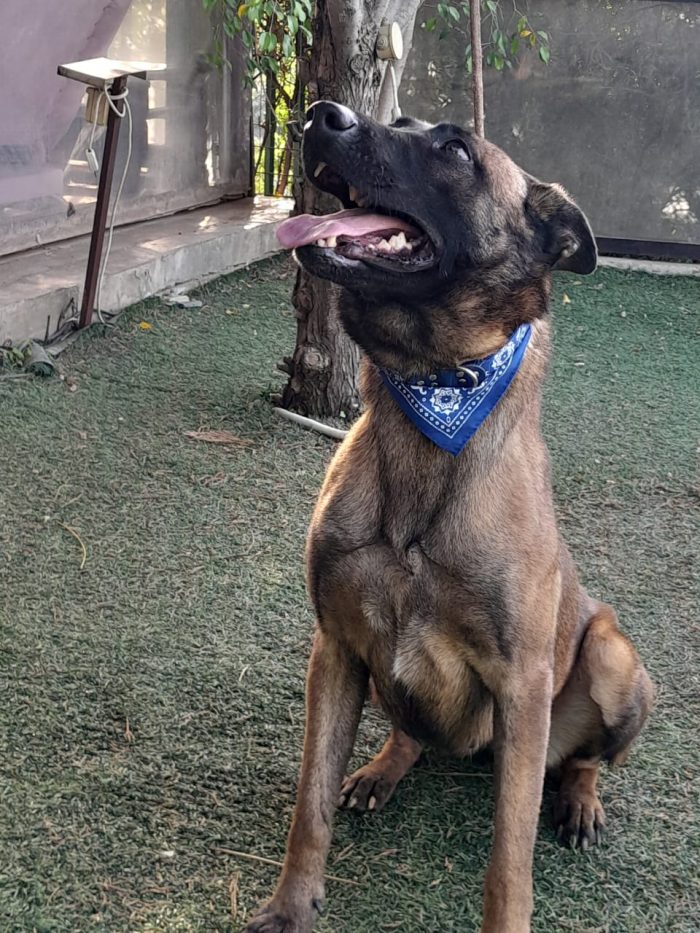 Akila, splendida Pastore Belga Malinois - media 4