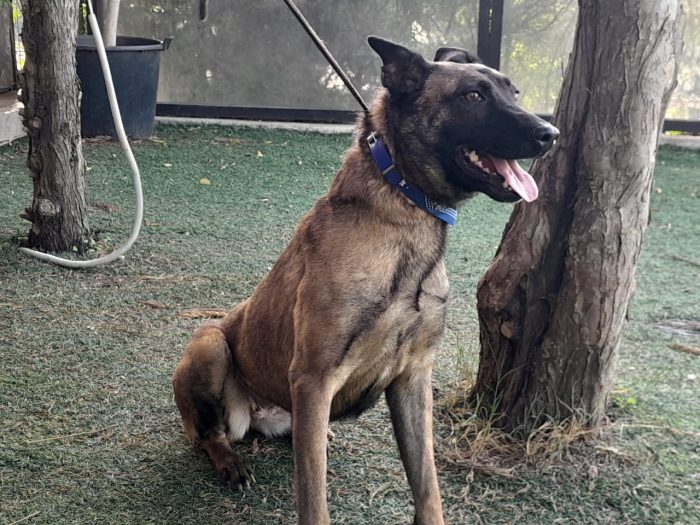 Akila, splendida Pastore Belga Malinois