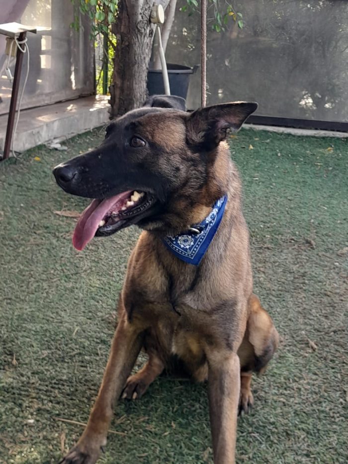 Akila, splendida Pastore Belga Malinois