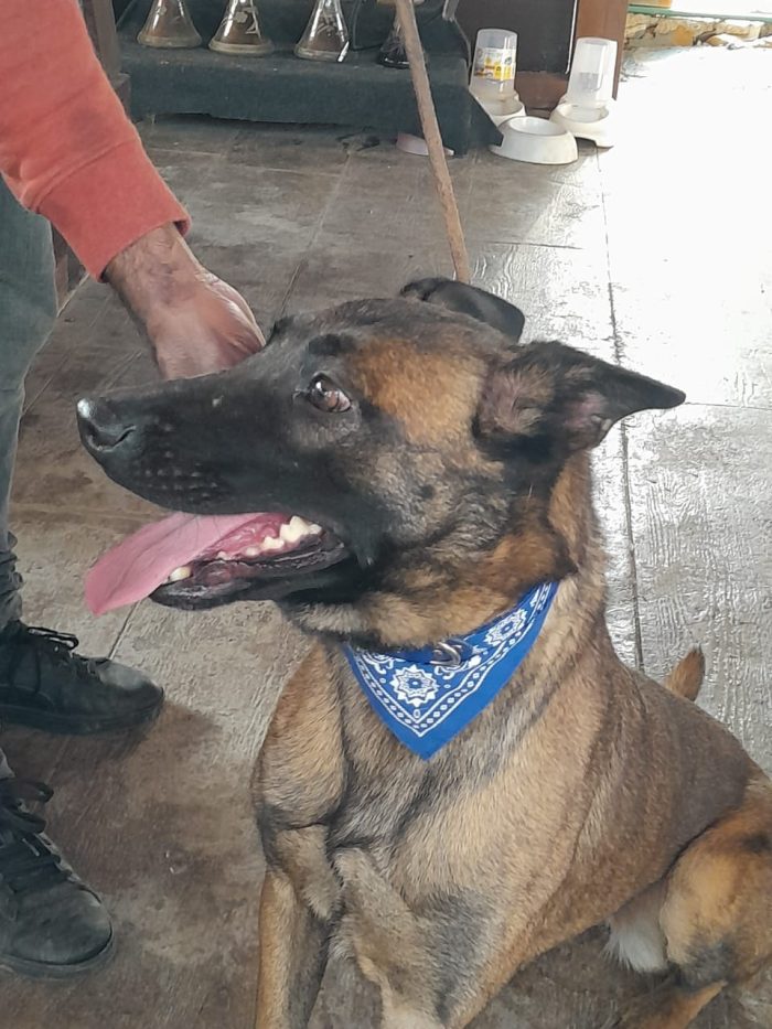 Akila, splendida Pastore Belga Malinois - media 6