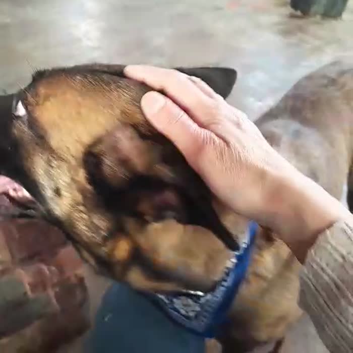 Akila, splendida Pastore Belga Malinois - media 8