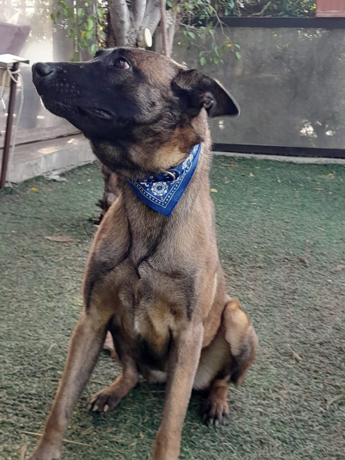 Akila, splendida Pastore Belga Malinois - media 7