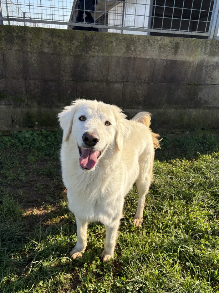 Ninfa la dolcezza fatta cane
