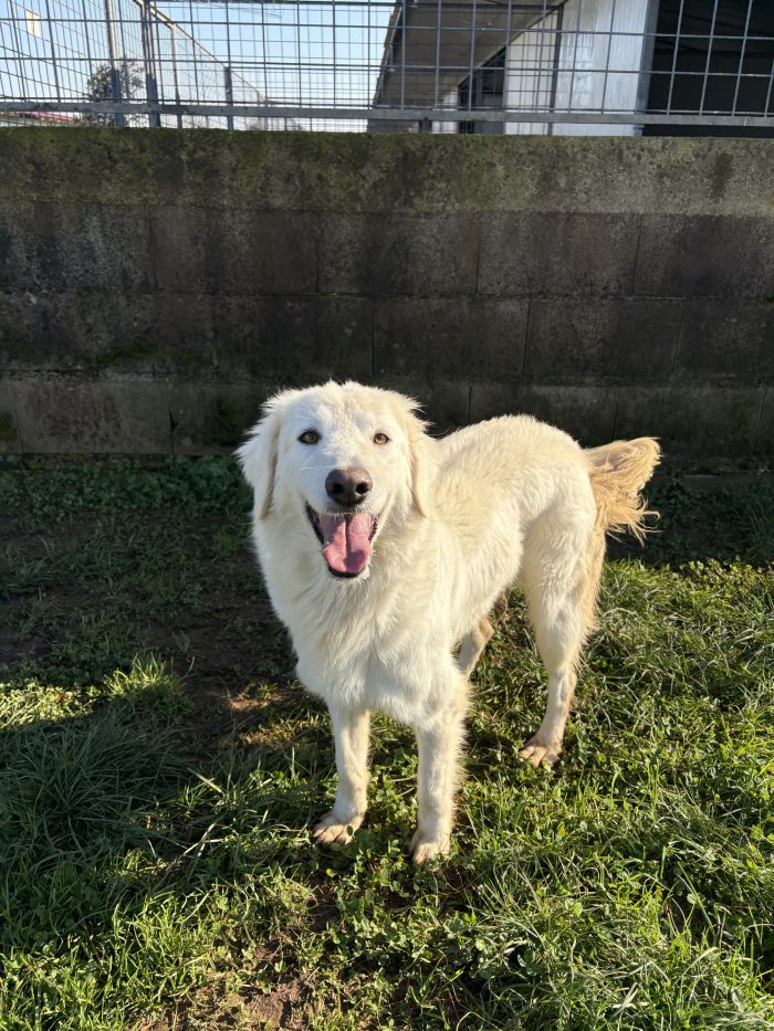 Ninfa la dolcezza fatta cane
