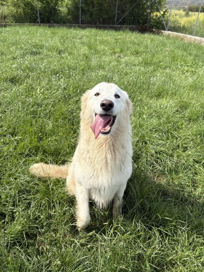 Ninfa la dolcezza fatta cane