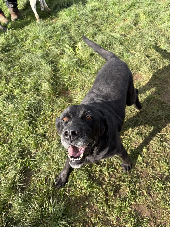 Negrita labrador nero