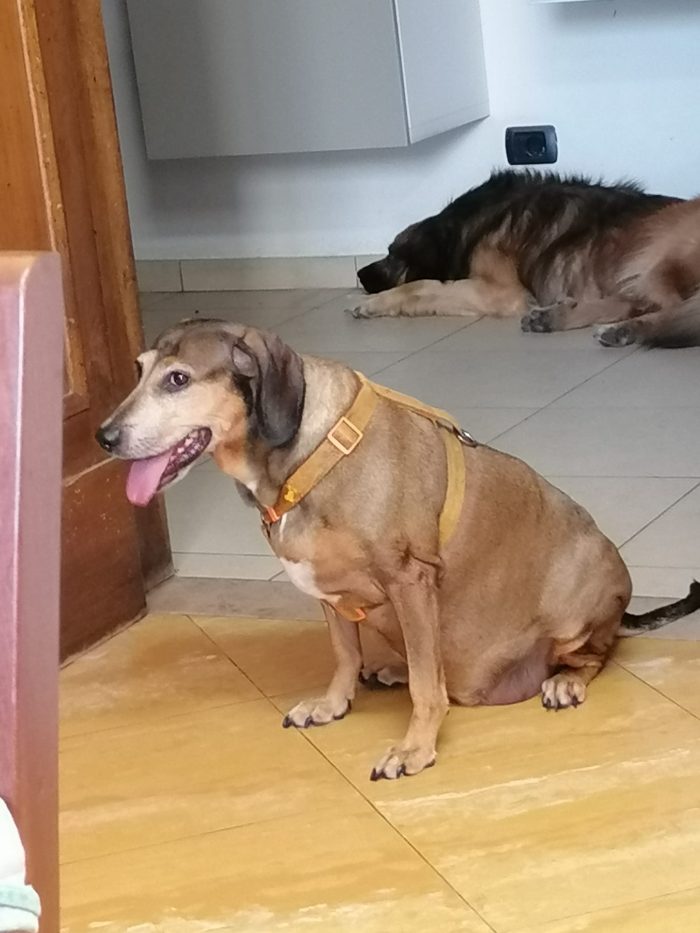 ZARA 💔 ADOZIONE URGENTE
