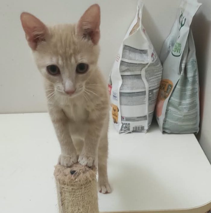 Sissi, micia rossa terribilmente adorabile