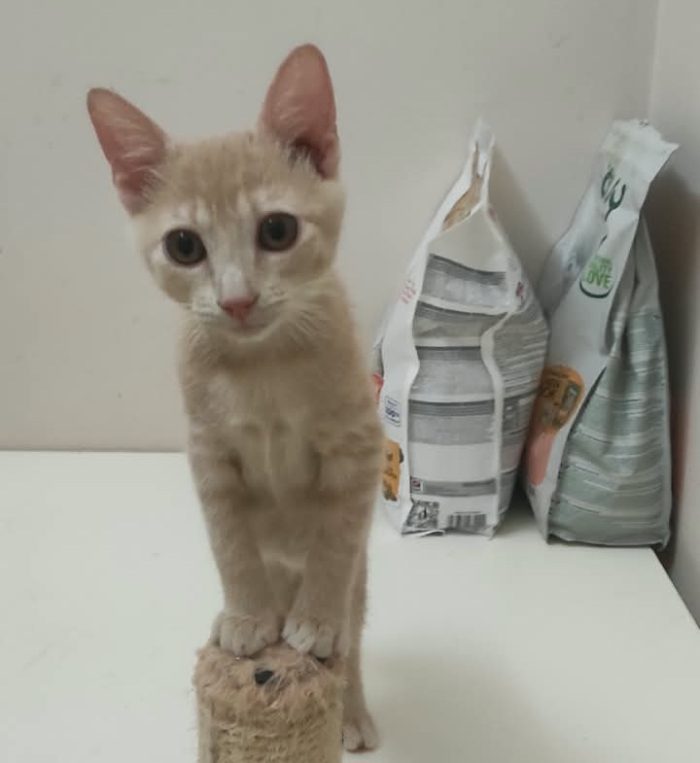 Sissi, micia rossa terribilmente adorabile