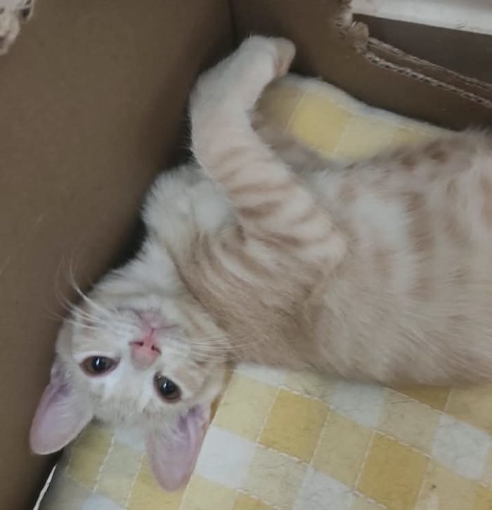 Sissi, micia rossa terribilmente adorabile