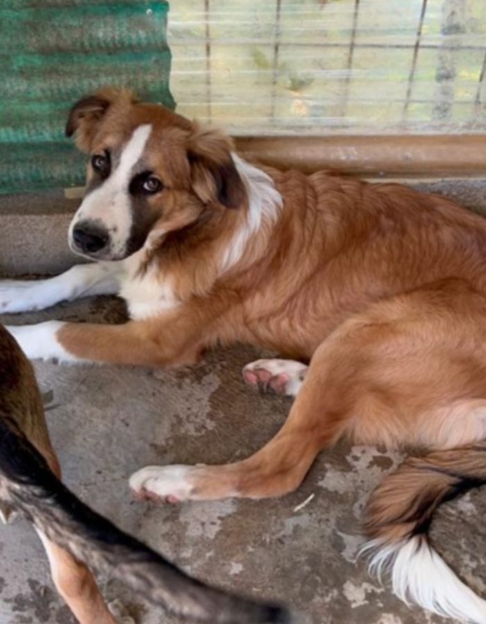 Tobia 3anni bello e buono tg media in rifugio da cucciolo SOS CALTANISSETTA