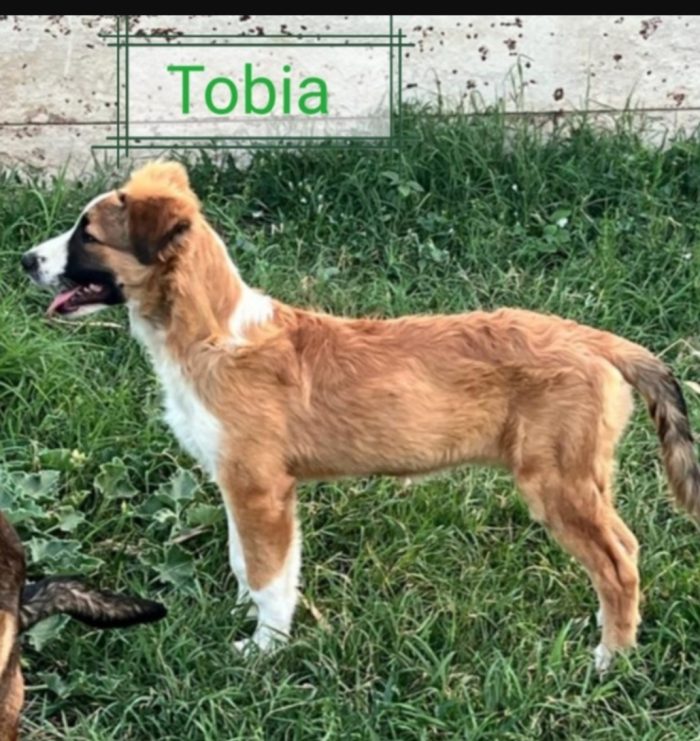 Tobia 3anni bello e buono tg media in rifugio da cucciolo SOS CALTANISSETTA