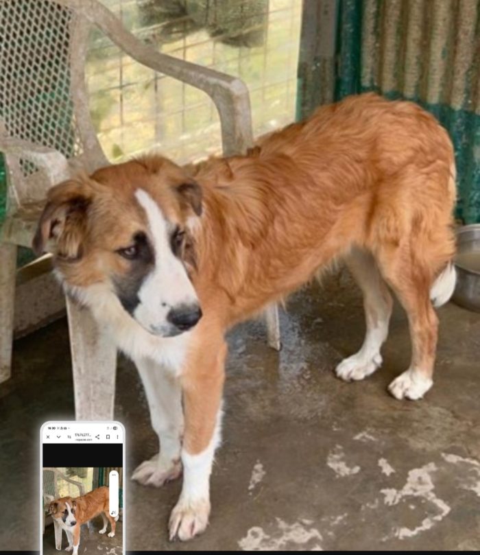 Tobia 3anni bello e buono tg media in rifugio da cucciolo SOS CALTANISSETTA - media 6
