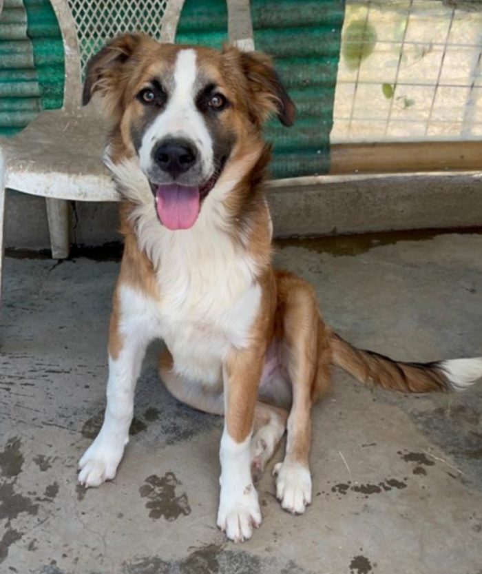 Tobia 3anni bello e buono tg media in rifugio da cucciolo SOS CALTANISSETTA - media 4