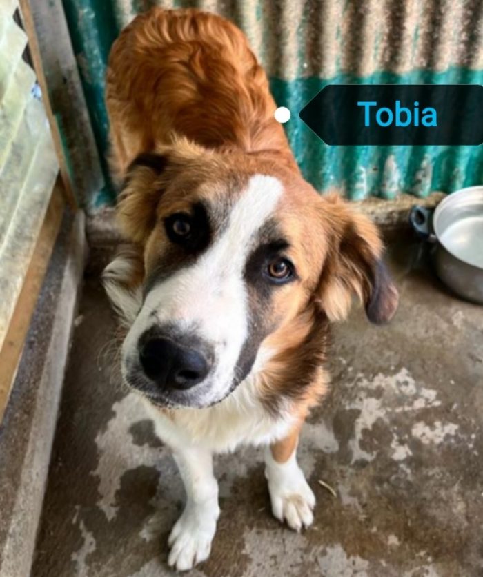 Tobia 3anni bello e buono tg media in rifugio da cucciolo SOS CALTANISSETTA - media 10