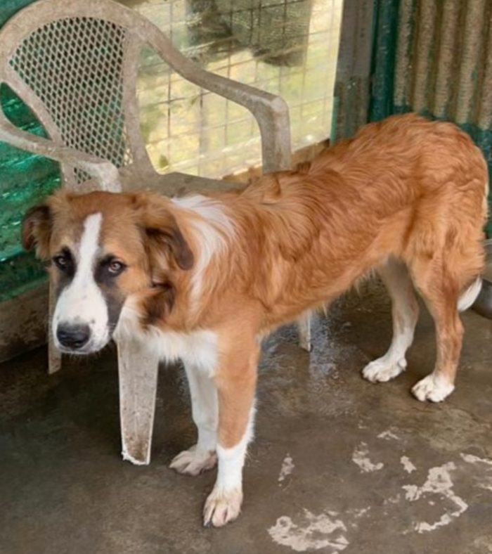 Tobia 3anni bello e buono tg media in rifugio da cucciolo SOS CALTANISSETTA - media 9
