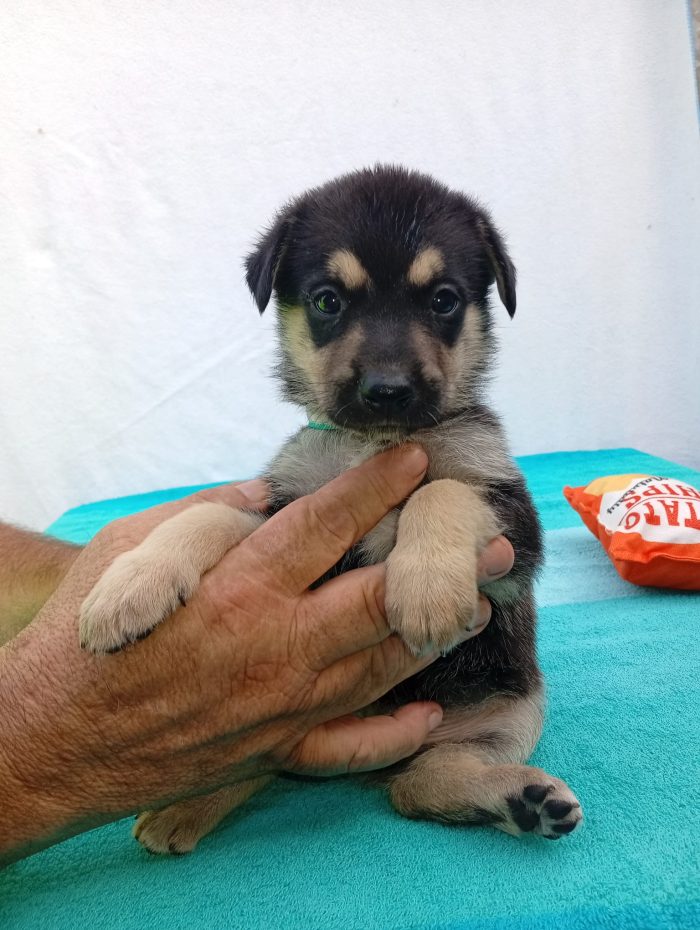5 cuccioli mix Pastore Tedesco