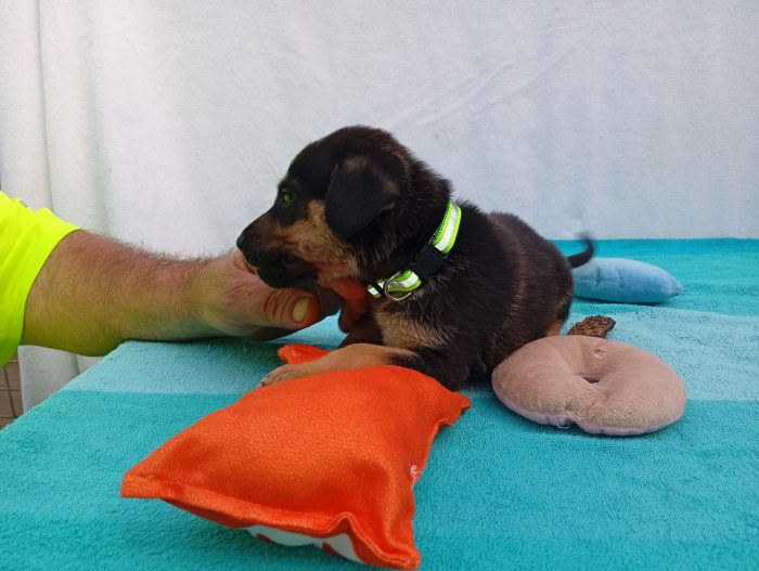 5 cuccioli mix Pastore Tedesco