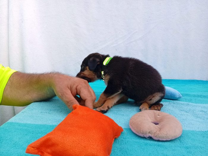 5 cuccioli mix Pastore Tedesco