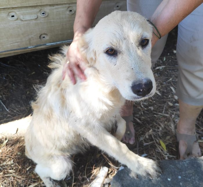 Vaniglia 6/7mesi mix Retriever IL PASTORE NON LA VUOLE!! VIVE IN RECINTO A PANE SECCO!! SOS URGENTECAGLIARI