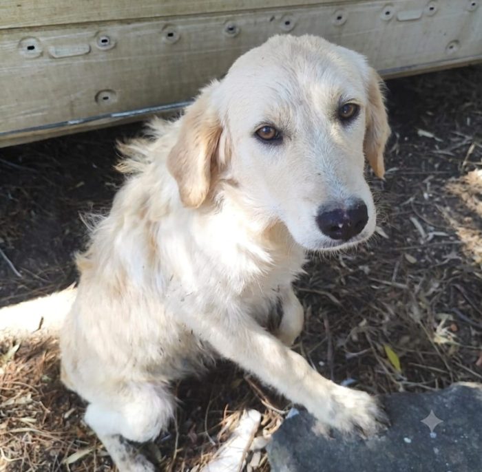 Vaniglia 6/7mesi mix Retriever IL PASTORE NON LA VUOLE!! VIVE IN RECINTO A PANE SECCO!! SOS URGENTECAGLIARI