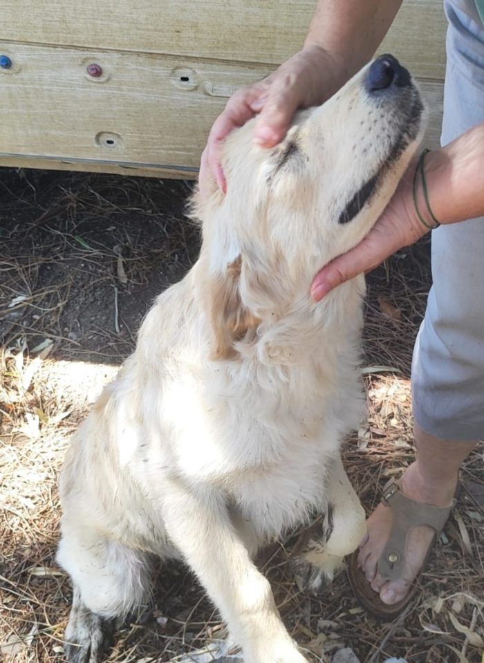 Vaniglia 6/7mesi mix Retriever IL PASTORE NON LA VUOLE!! VIVE IN RECINTO A PANE SECCO!! SOS URGENTECAGLIARI
