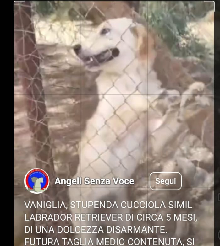 Vaniglia 6/7mesi mix Retriever IL PASTORE NON LA VUOLE!! VIVE IN RECINTO A PANE SECCO!! SOS URGENTECAGLIARI - media 6