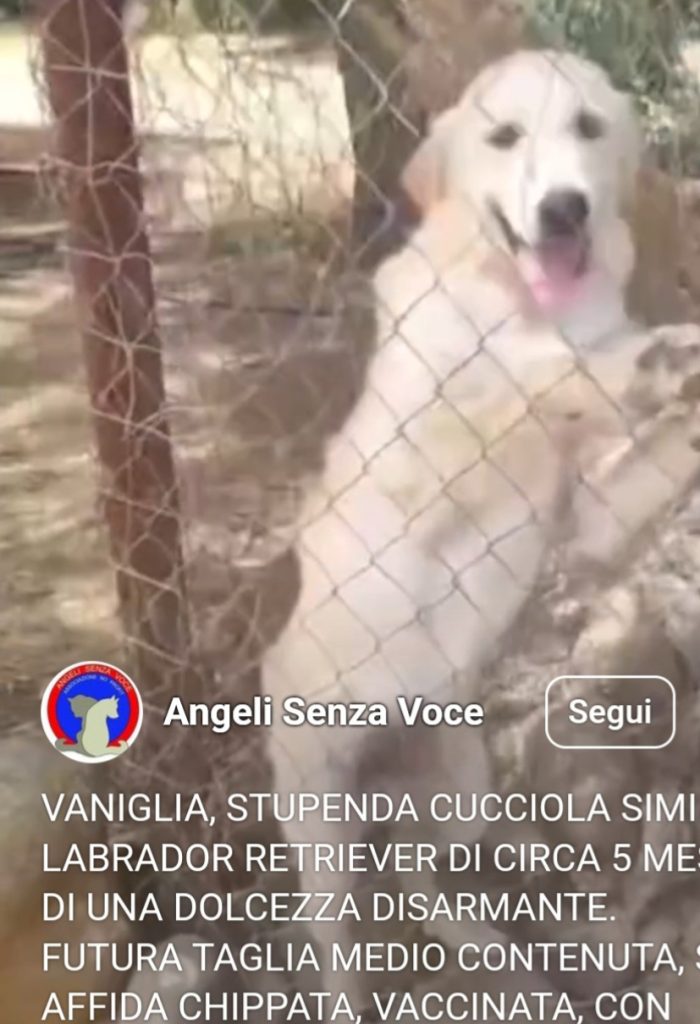 Vaniglia 6/7mesi mix Retriever IL PASTORE NON LA VUOLE!! VIVE IN RECINTO A PANE SECCO!! SOS URGENTECAGLIARI - media 5