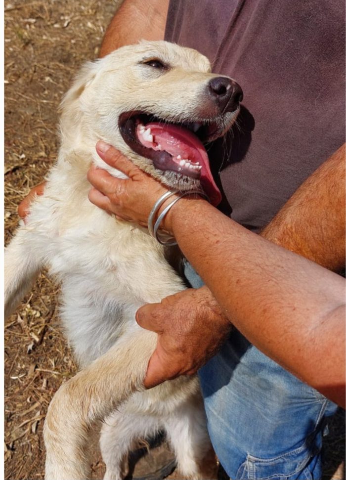 Vaniglia 6/7mesi mix Retriever IL PASTORE NON LA VUOLE!! VIVE IN RECINTO A PANE SECCO!! SOS URGENTECAGLIARI - media 4