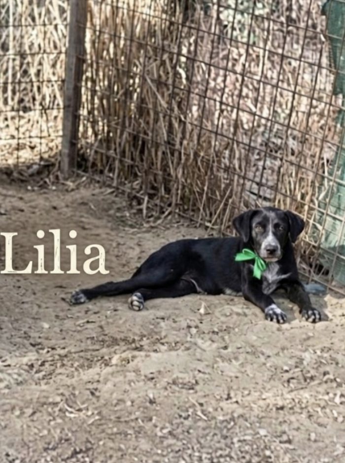 Ambra bellissima cucciola in adozione - media 7