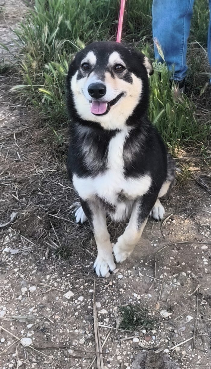 Balto dolcissimo cagnolino ancora in cerca di una casa - media 4