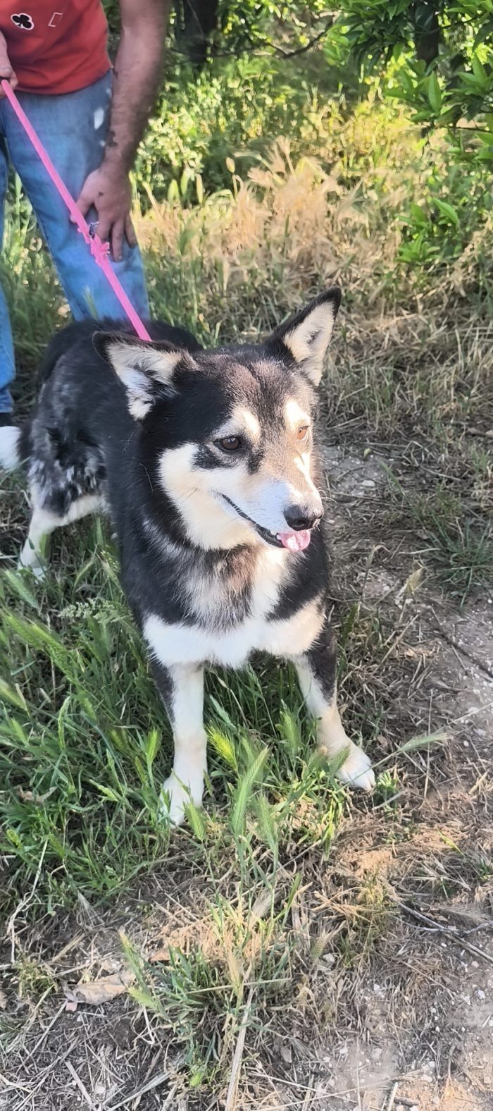 Balto dolcissimo cagnolino ancora in cerca di una casa - media 6