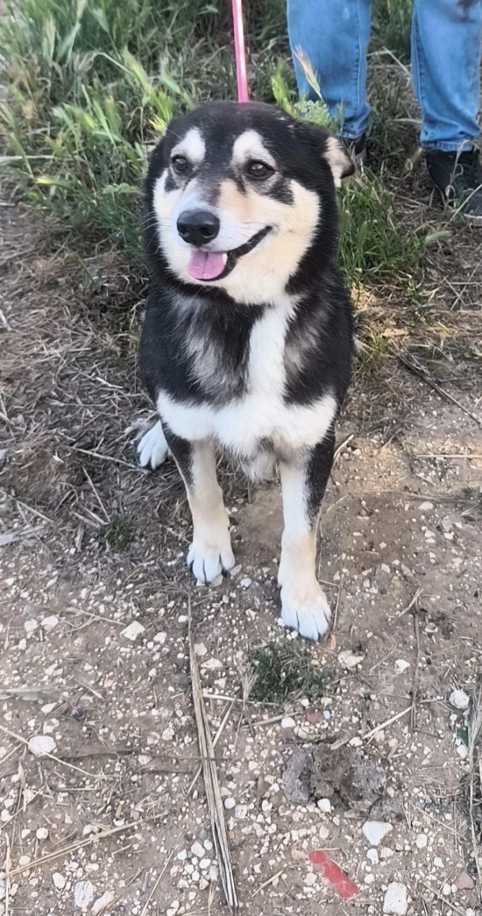 Balto dolcissimo cagnolino ancora in cerca di una casa - media 10