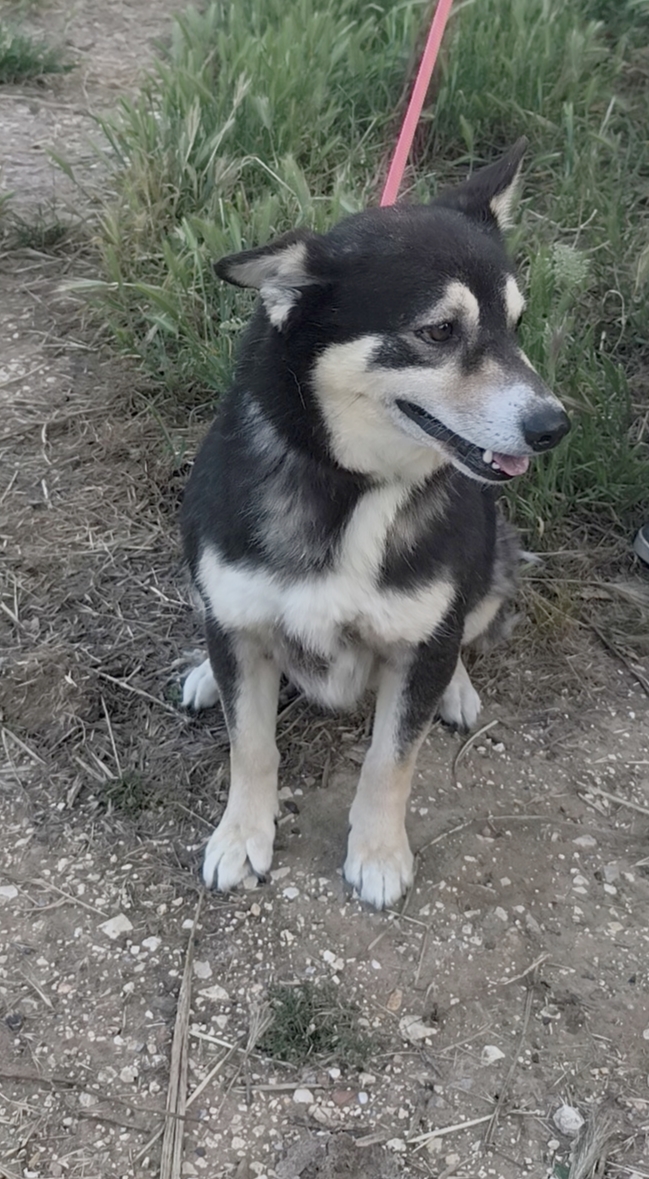 Balto dolcissimo cagnolino ancora in cerca di una casa - media 9