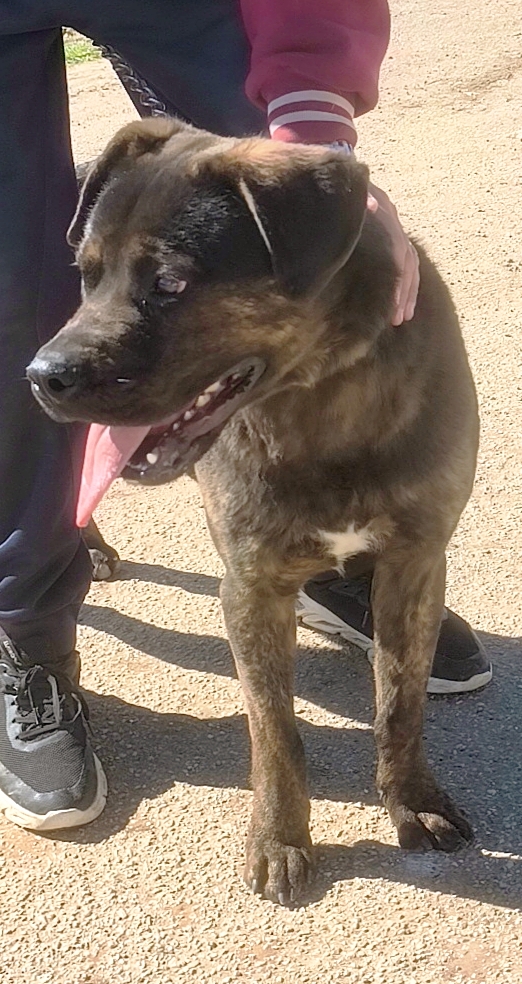Rocky dolcissimo Rottweiler attende una famiglia paziente a cui donare la sua fedeltà! - media 8