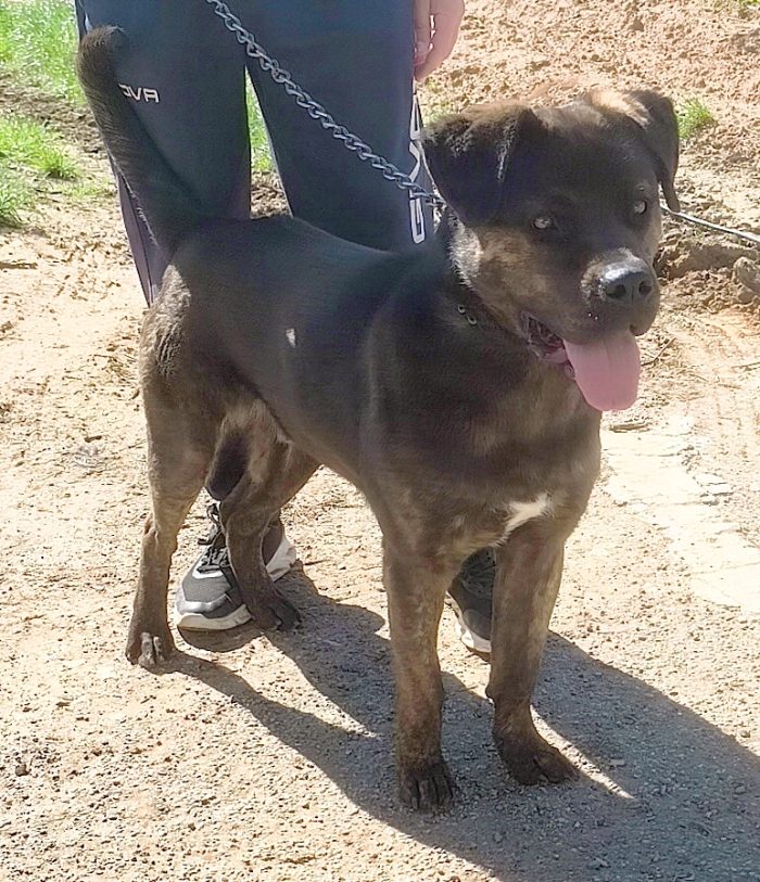 Rocky dolcissimo Rottweiler attende una famiglia paziente a cui donare la sua fedeltà! - media 10