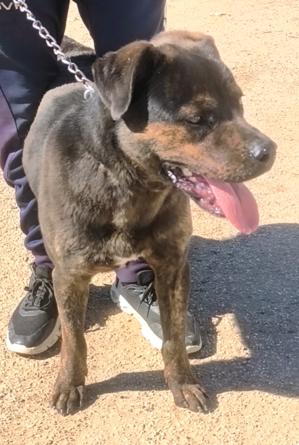 Rocky dolcissimo Rottweiler attende una famiglia paziente a cui donare la sua fedeltà! - media 9