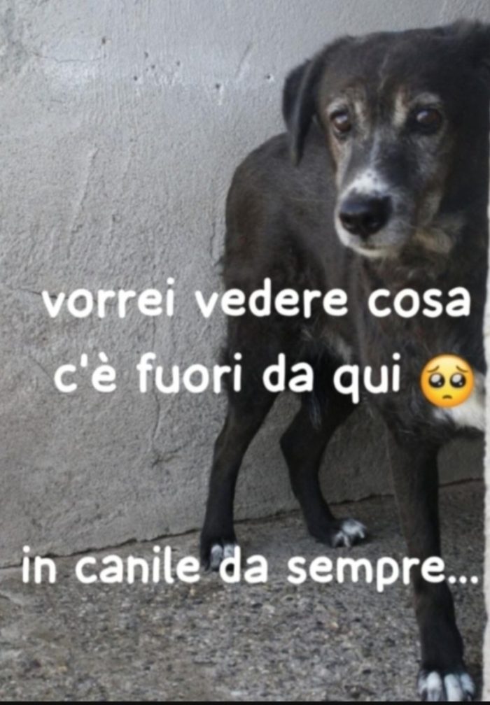 Rochi femmina 9anni TUTTA LA VITA IN CANILE! CALABRIA