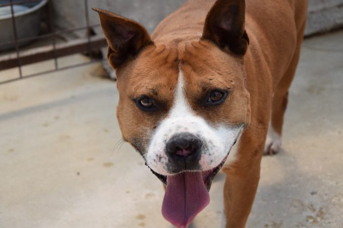 Thor giovane amstaff
