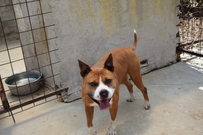 Thor giovane amstaff - media 4