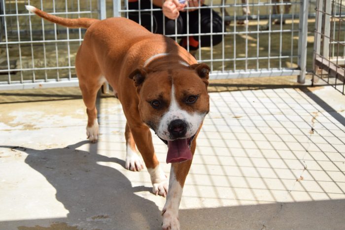 Thor giovane amstaff
