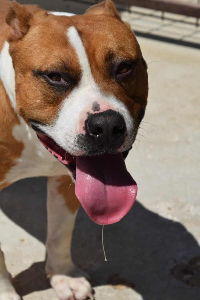Thor giovane amstaff