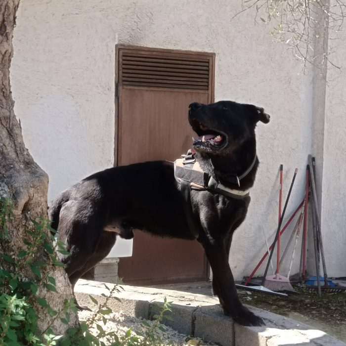 Thor gigante buono