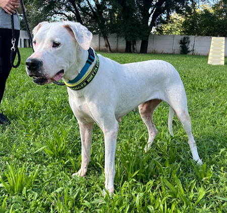 LOLA DOGO ARGENTINO