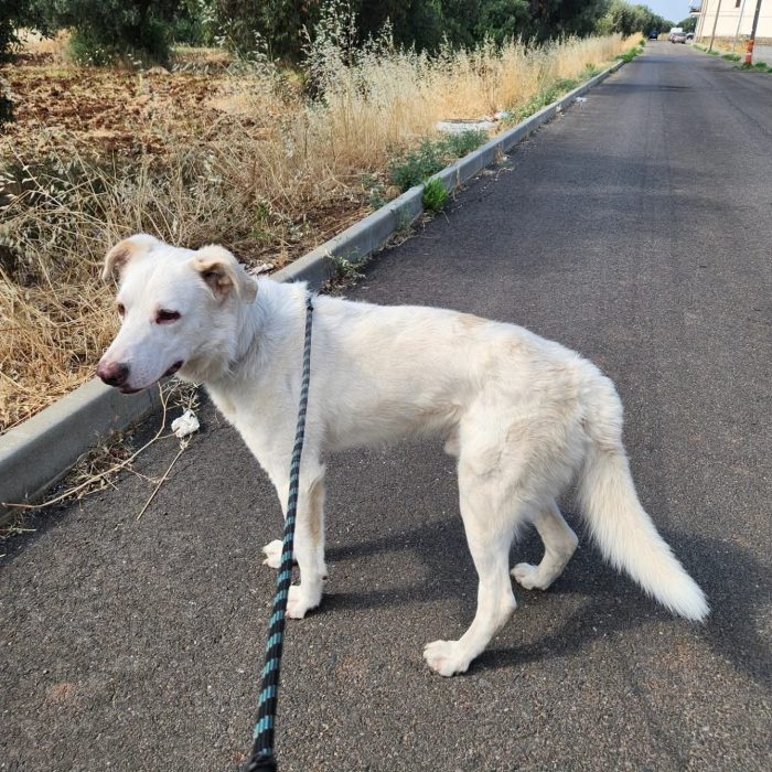 Liam 4anni ok gatti  in rifugio veniva attaccato..ora è in 1garage,BUONISSIMO.COSENZA