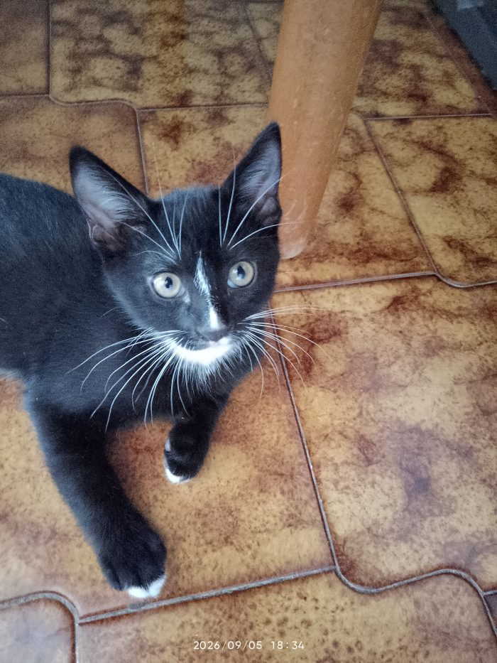 🐾 Mochi e le sue 2 cucciole cercano una famiglia ❤️